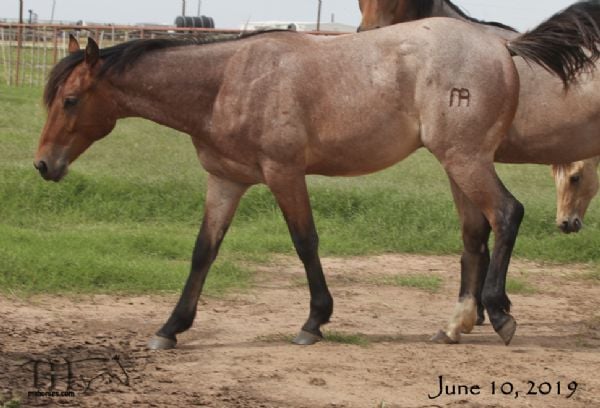 ROAN BONES PRINCE MA - DECEASED RIP Sweet boy